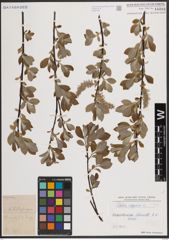 Foto von Salix caprea L.